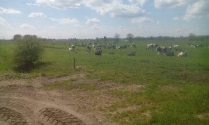 Weide_2015_1
